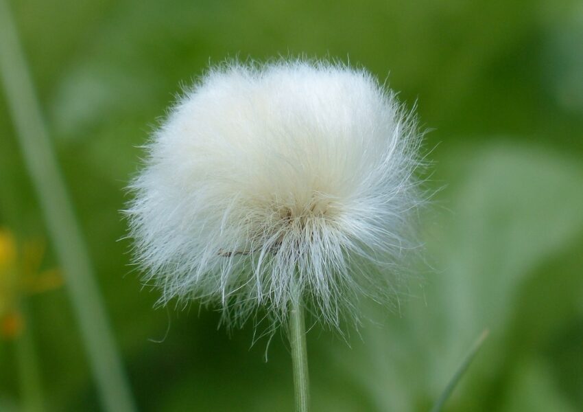 Wollgras, Eriophorum