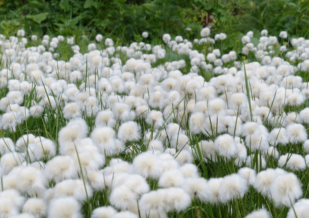 Wollgräser, Scheuchzers Wollgras, Eriophorum scheuchzeri