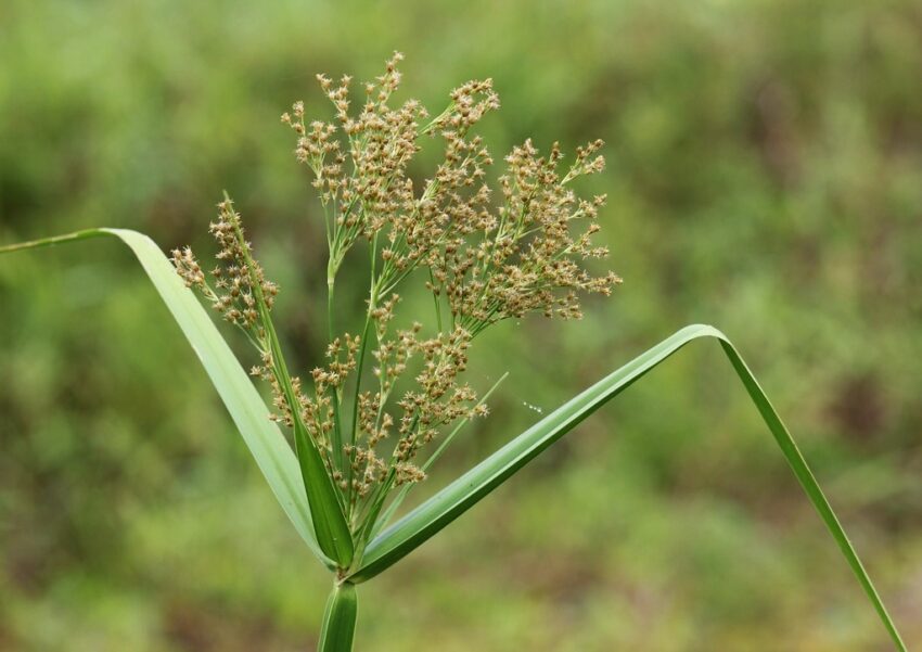 Zypergras, Cyperus