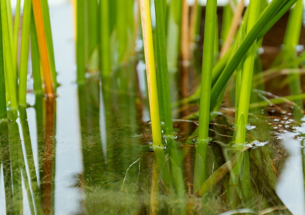 Zypergras, Cyperus