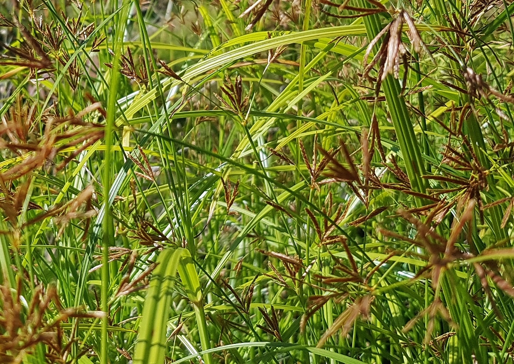 Zypergras, Hohes Zypergras, Langes Zypergras, Cyperus longus