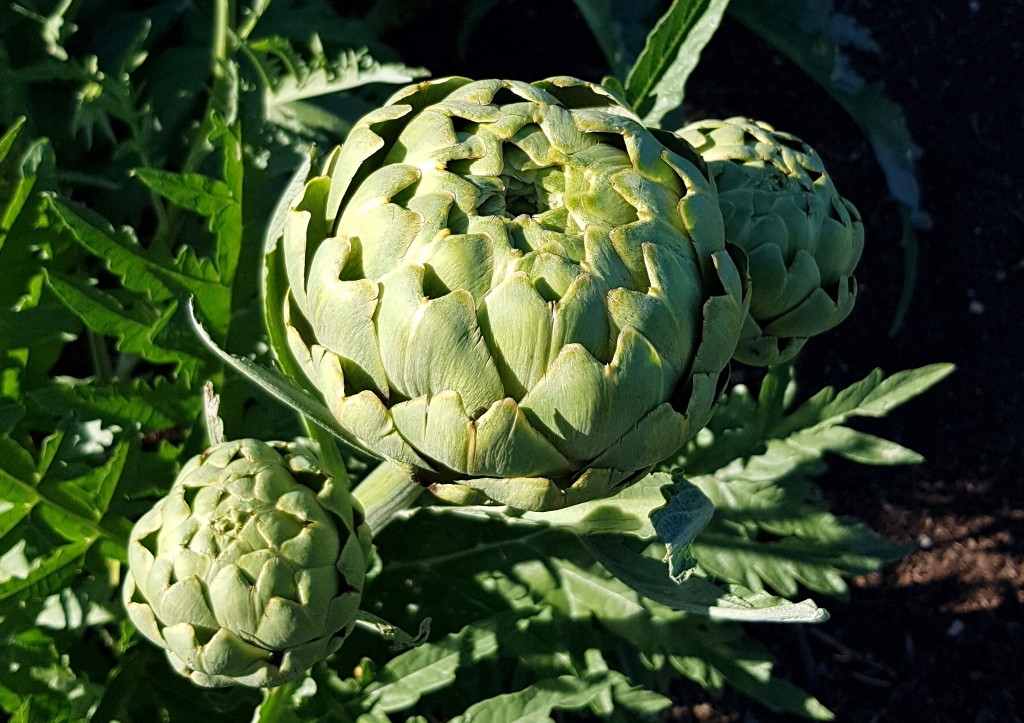 Artischocke, Gartenartischocke, Cynara cardunculus