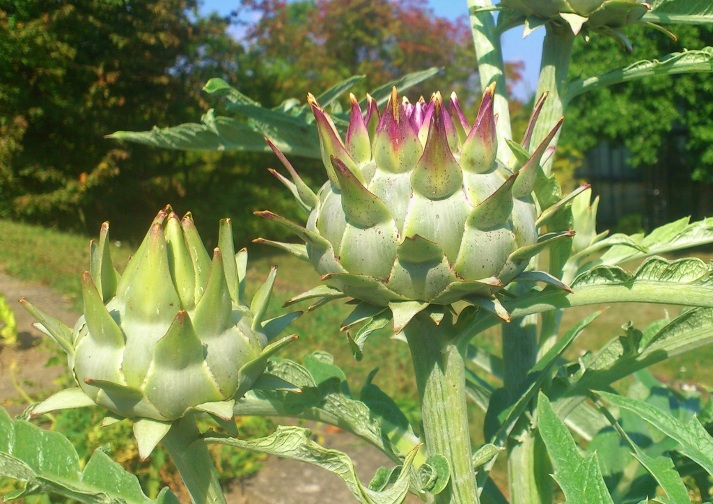 Artischocke, Zier-Artischocke, Cynara cardunculus