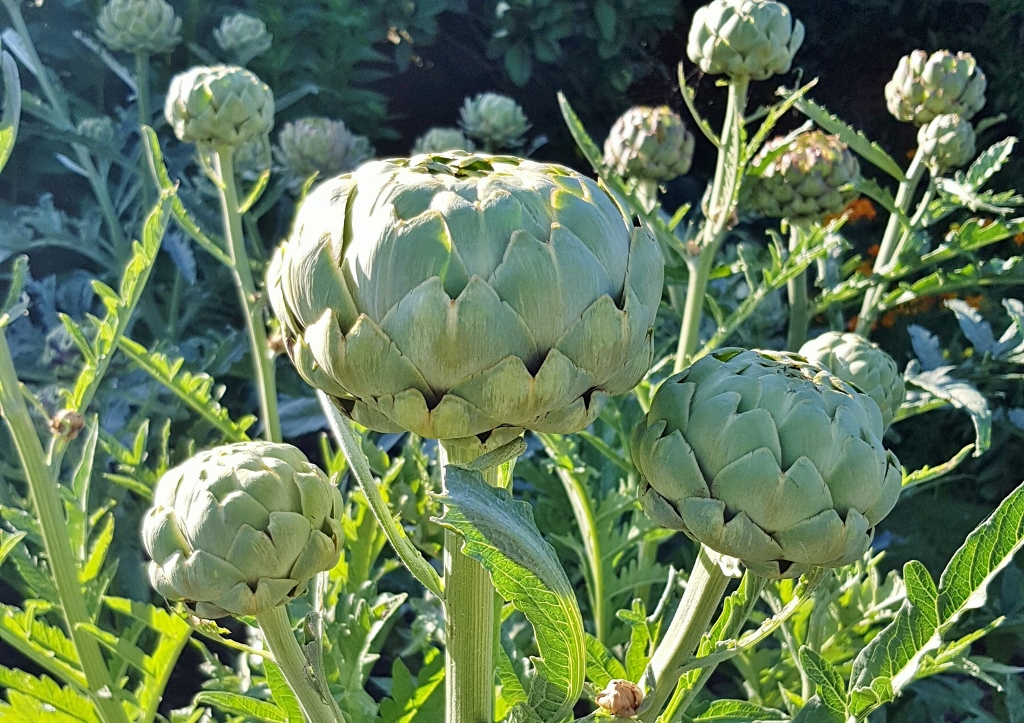 Artischocke, Gartenartischocke, Cynara cardunculus