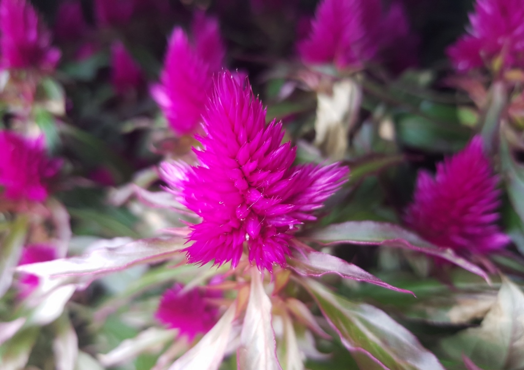 Brandschopf, Silber-Brandschopf, Celosia argentea, Deep Purple