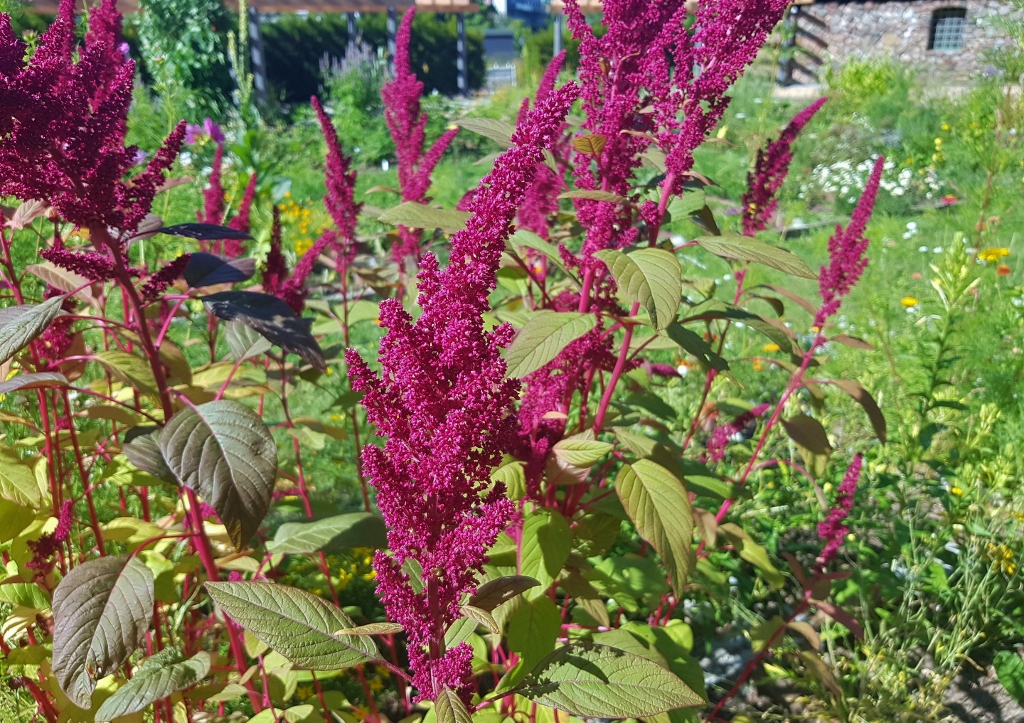 Fuchsschwanz, Fuchsschwanzgewächse, Amaranth, Amaranthaceae