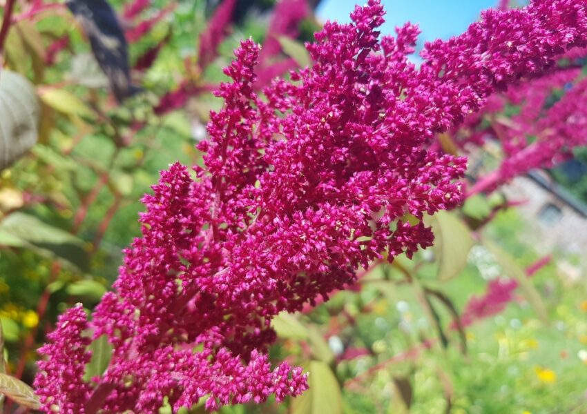 Fuchsschwanz, Fuchsschwanzgewächse, Amaranth, Amaranthaceae