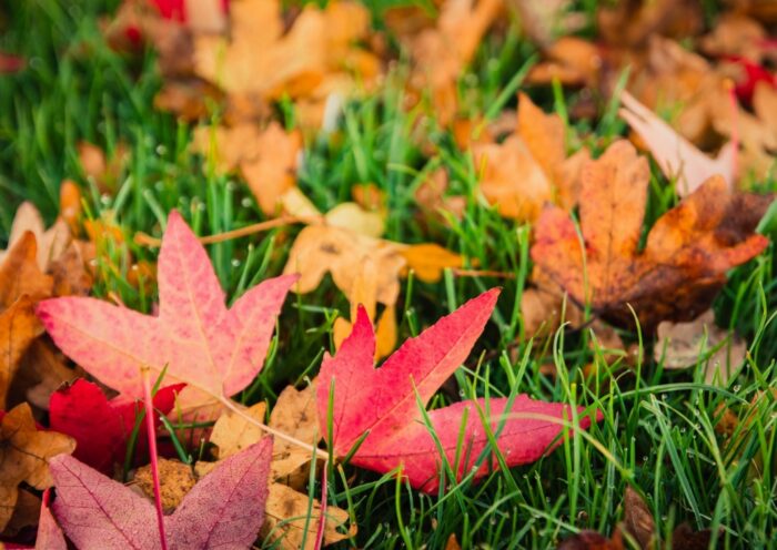 Gartenarbeit im Herbst