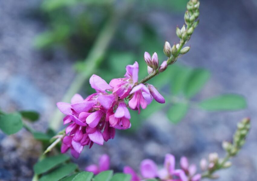 Indigo, Indigopflanze, Indigofera tinctoria