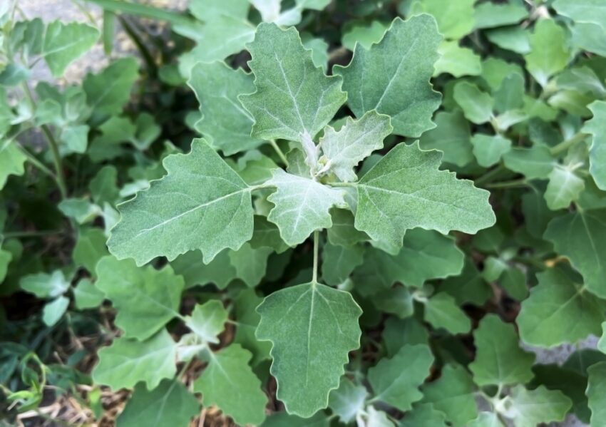 Melde, Atriplex, Gartenmelde, Atriplex hortensis