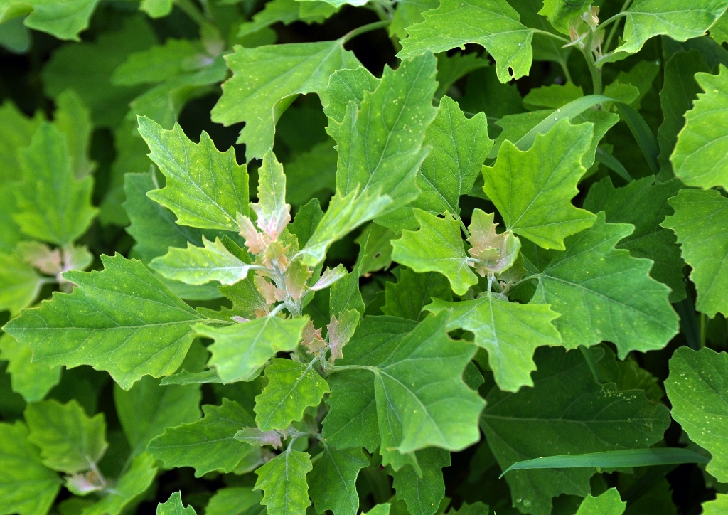 Melde, Atriplex, Gartenmelde, Atriplex hortensis