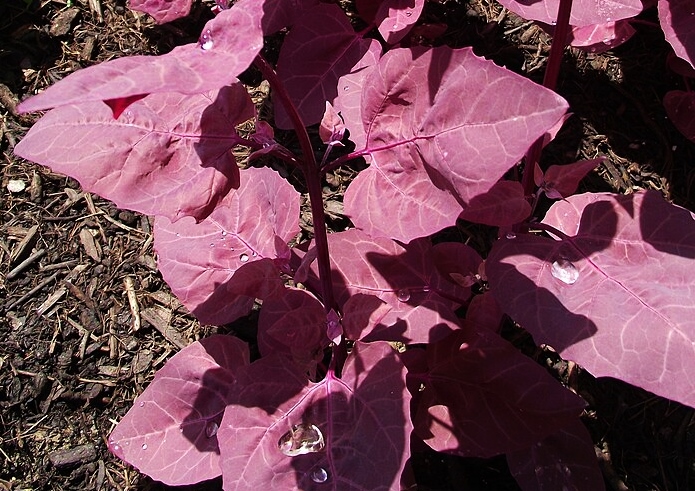 Melde, Atriplex, Gartenmelde, Atriplex hortensis, Rote Melde, Roter Meier