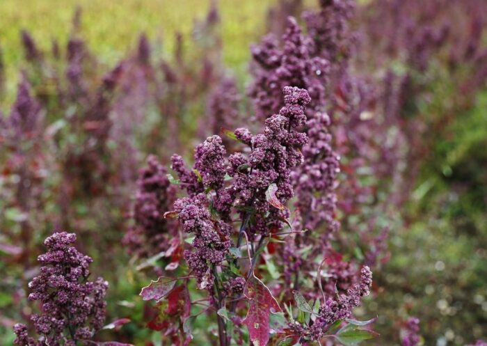 Quinoa, Chenopodium quinoa