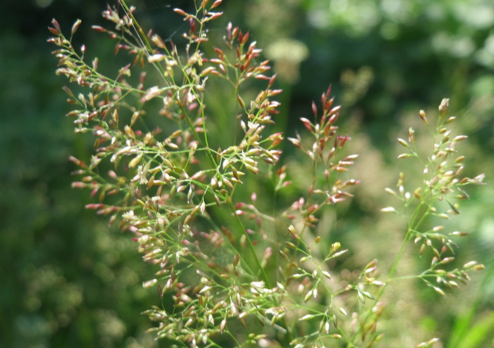 Straußgras, Rotes Straußgras, Agrostis capillaris