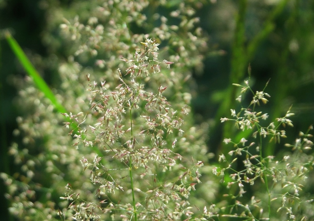 Straußgras, Rotes Straußgras, Agrostis capillaris