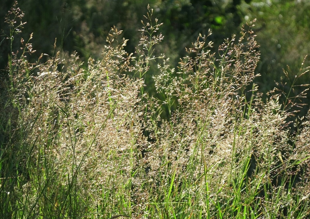 Straußgras, Rotes Straußgras, Agrostis capillaris