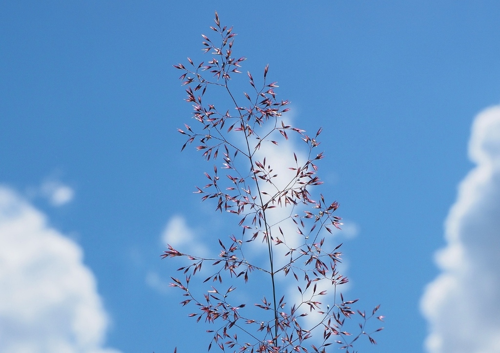 Straußgras, Rotes Straußgras, Agrostis capillaris