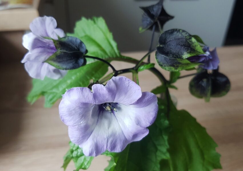 Giftbeere, Nicandra physalodes, Blaue Physalis