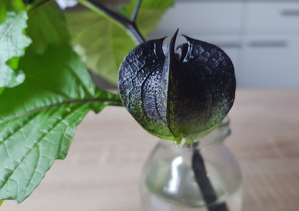 Giftbeere, Nicandra physalis