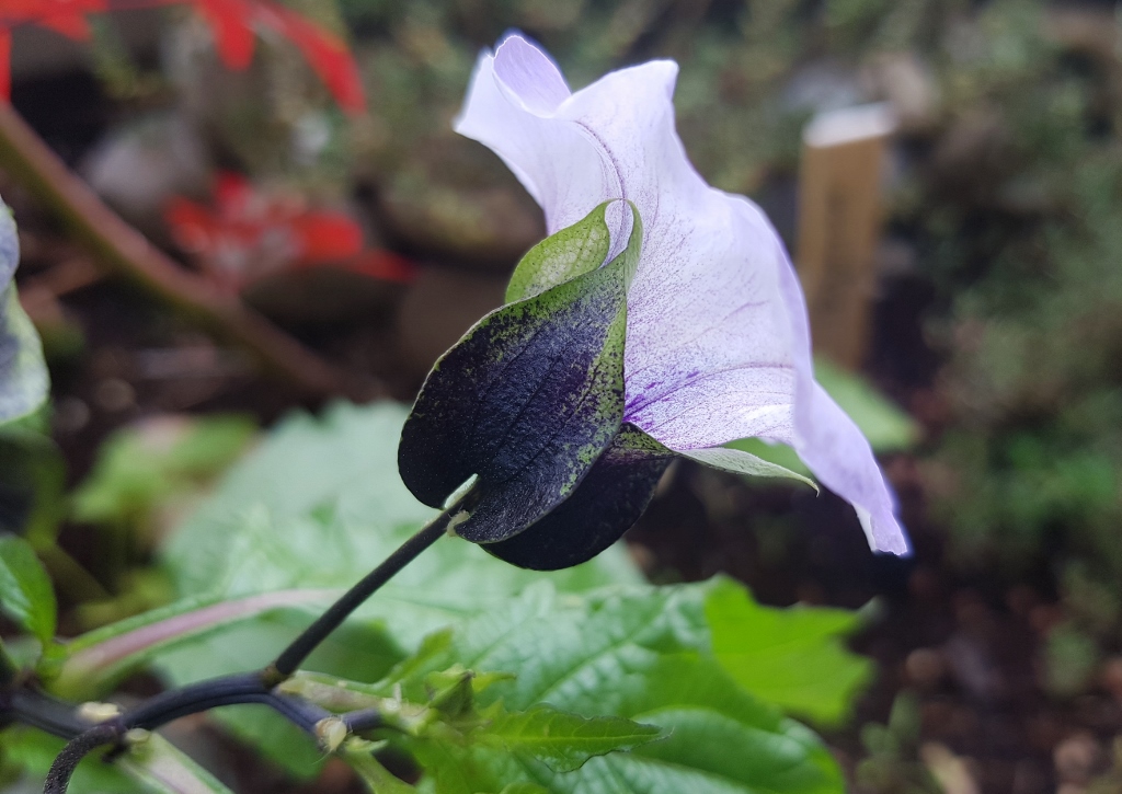 Giftbeere, Nicandra physalodes, Blaue Physalis