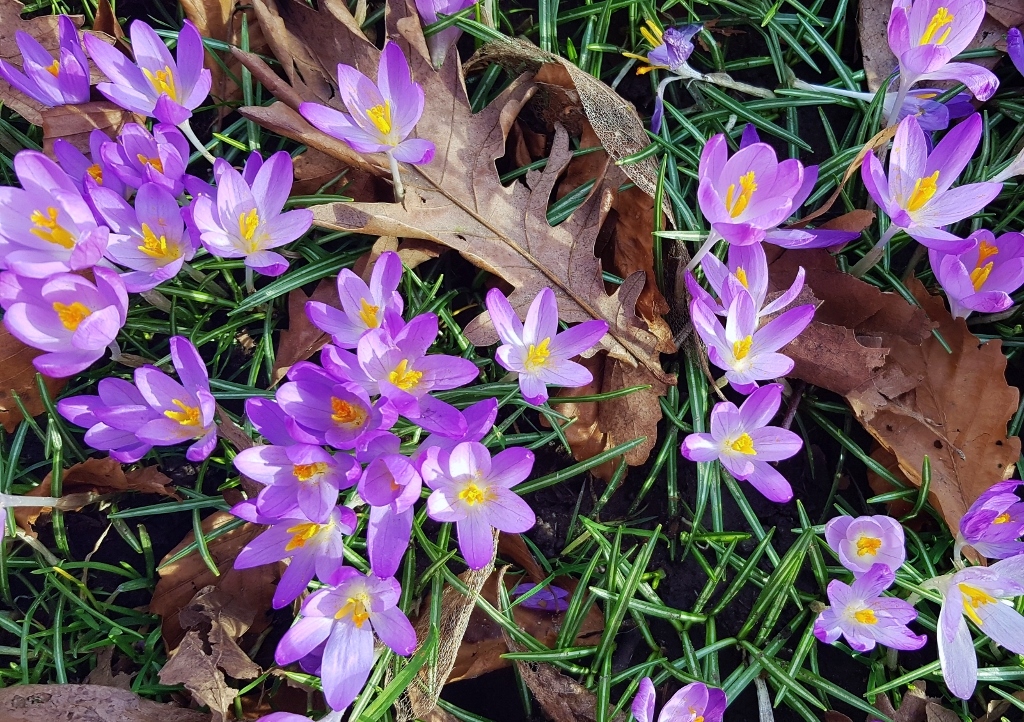 Herbstzeitlose, Colchicum autumnale, Glasgow Botanic Garden