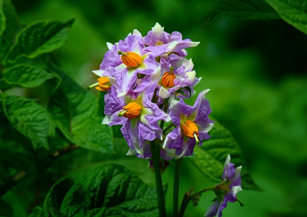 Nachtschatten, Solanum