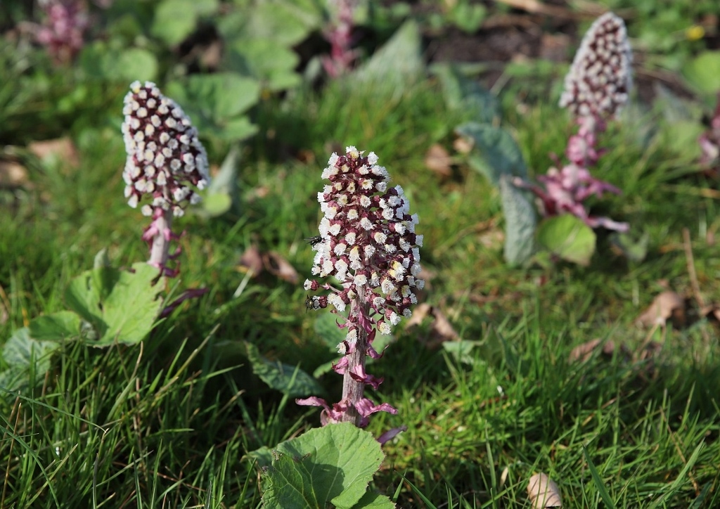 Pestwurz, Petasites, Gewöhnliche Pestwurz, Petasites hybridus