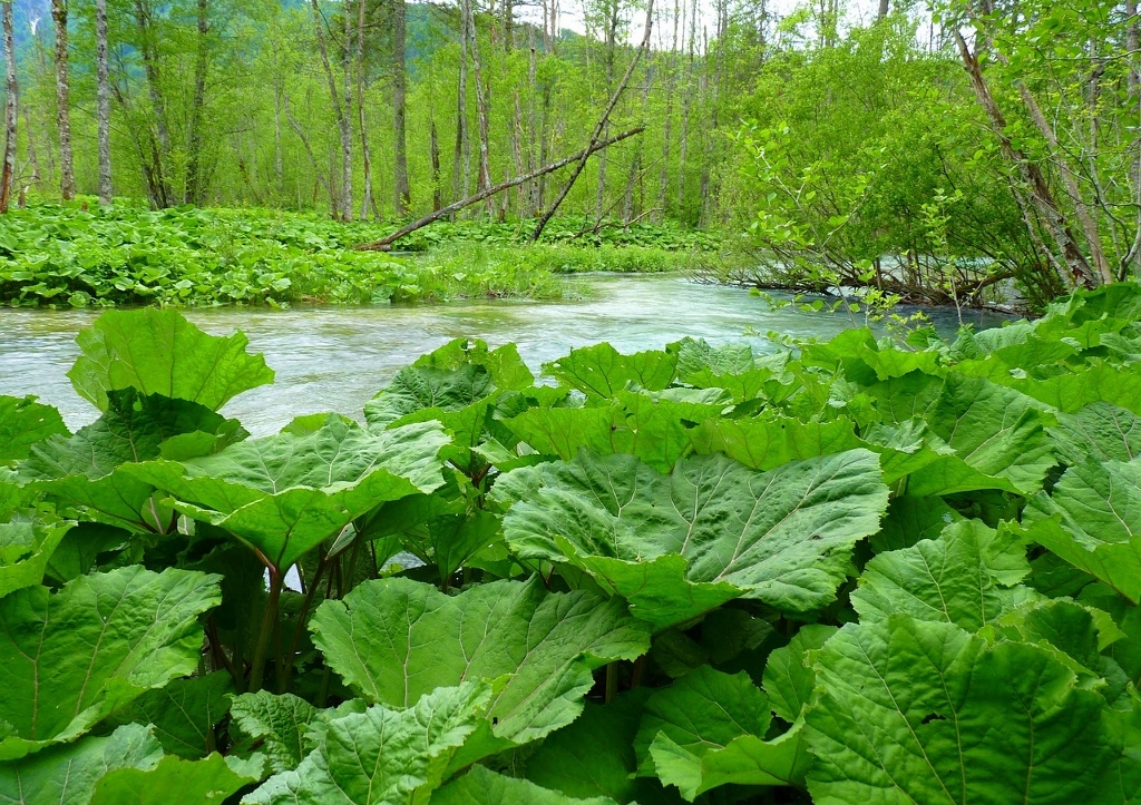 Pestwurz, Petasites