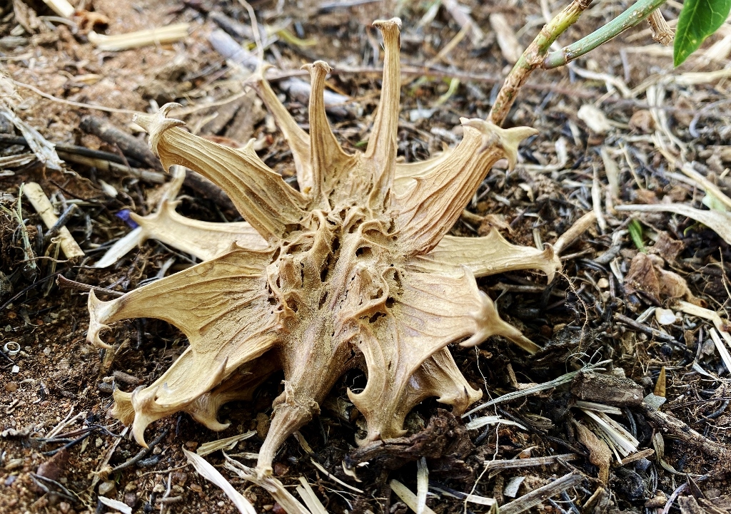 Teufelskralle, Afrikanische Teufelskralle, Harpagophytum precumbens