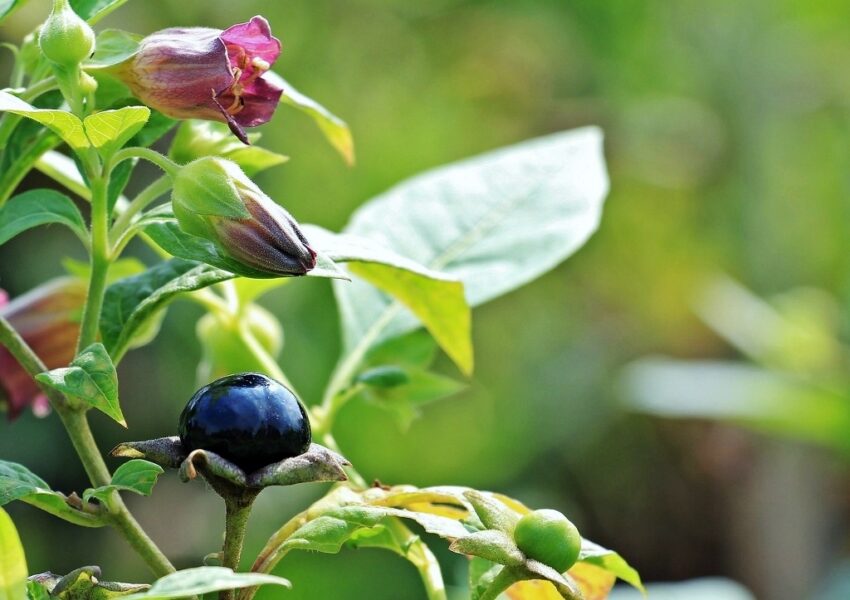 Tollkirsche, Schwarze Tollkirsche, Belladonna, Atropa