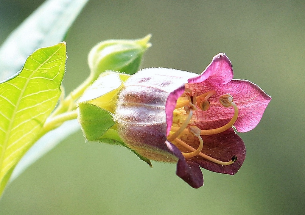 Tollkirsche, Schwarze Tollkirsche, Belladonna, Atropa