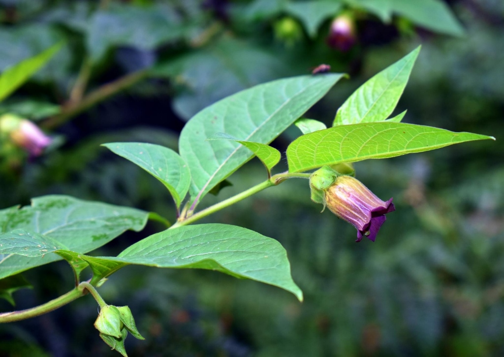 Tollkirsche, Schwarze Tollkirsche, Belladonna, Atropa