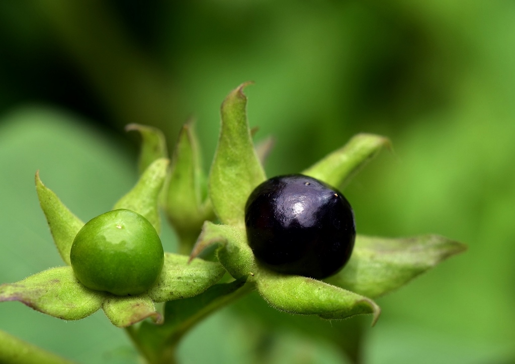 Tollkirsche, Schwarze Tollkirsche, Belladonna, Atropa