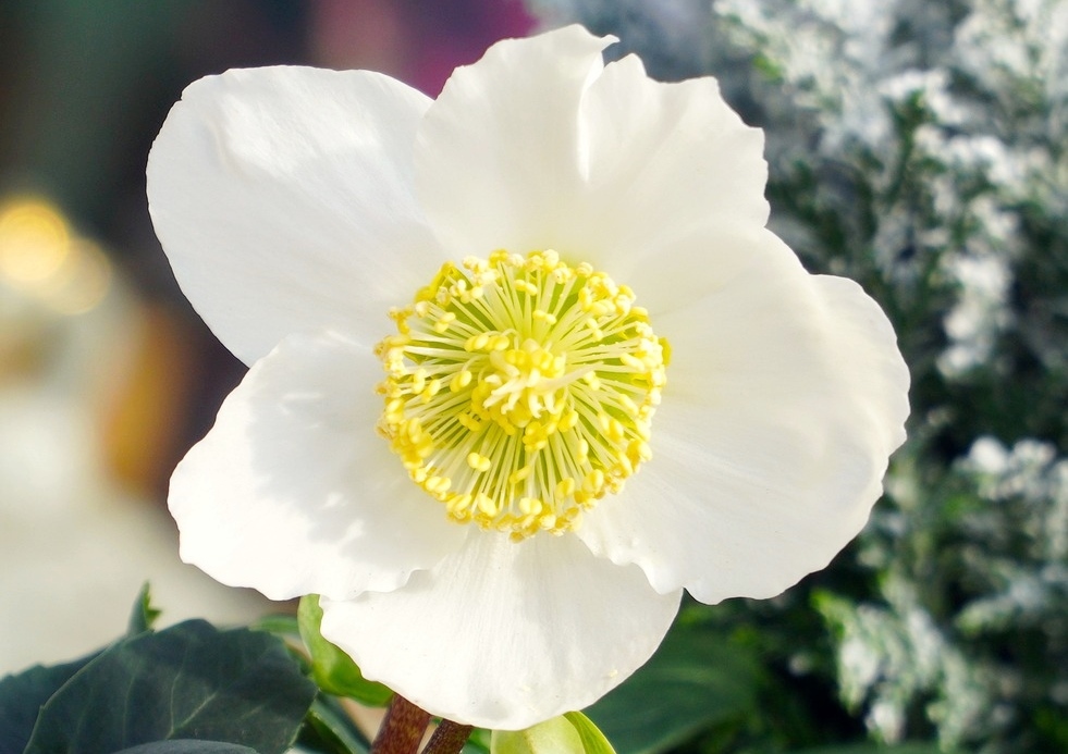 Christrose, Helleborus niger, Schneerose, Schwarze Nieswurz