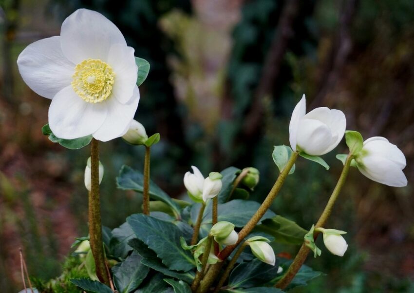 Christrose, Helleborus niger, Schneerose, Schwarze Nieswurz