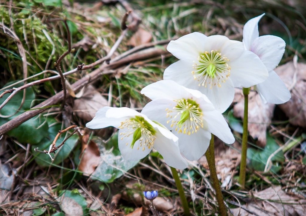 Christrose, Helleborus niger, Schneerose, Schwarze Nieswurz