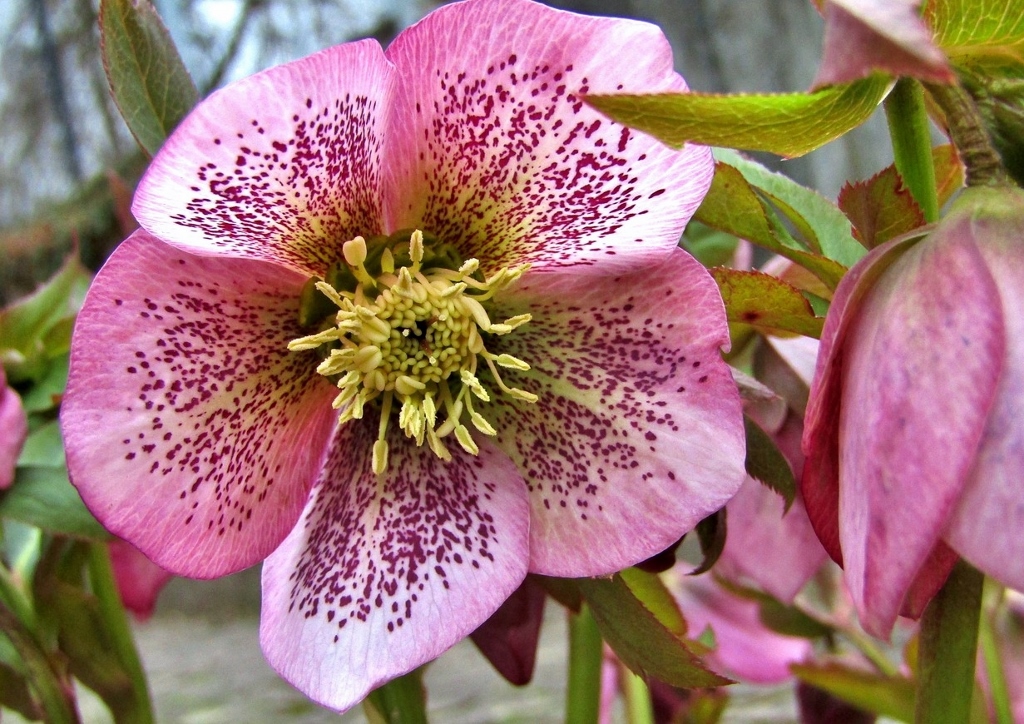 Lenzrose, Helleborus x orientalis