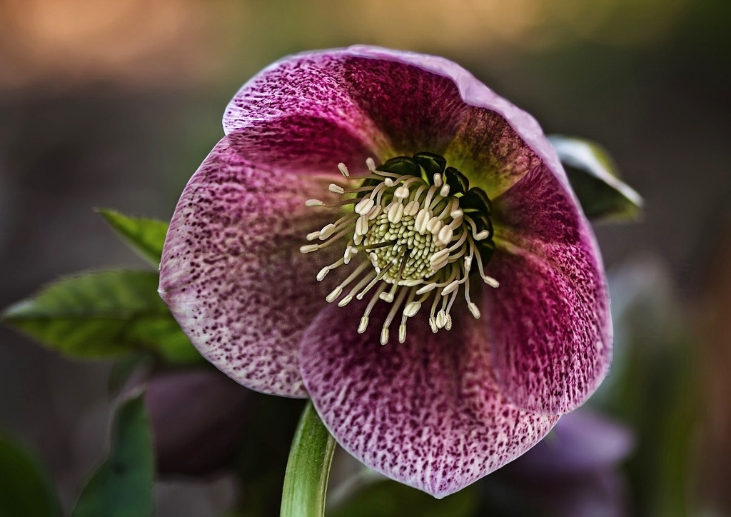 Lenzrose, Helleborus x orientalis