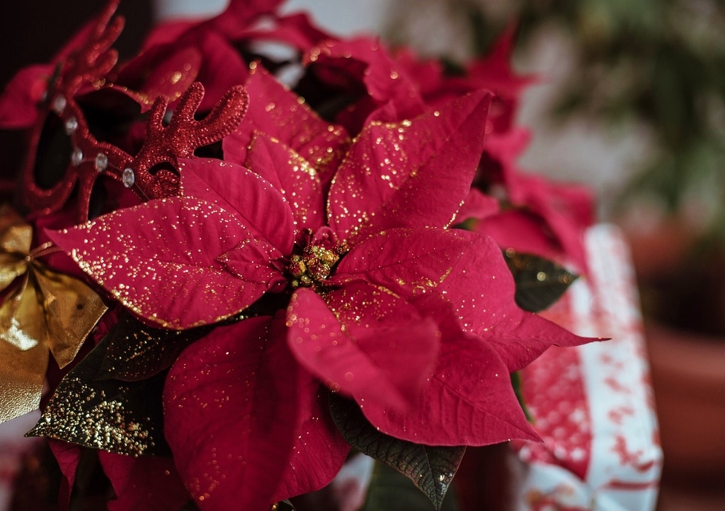 Euphorbia pulcherrima, Weihnachtsstern, Poinsettie