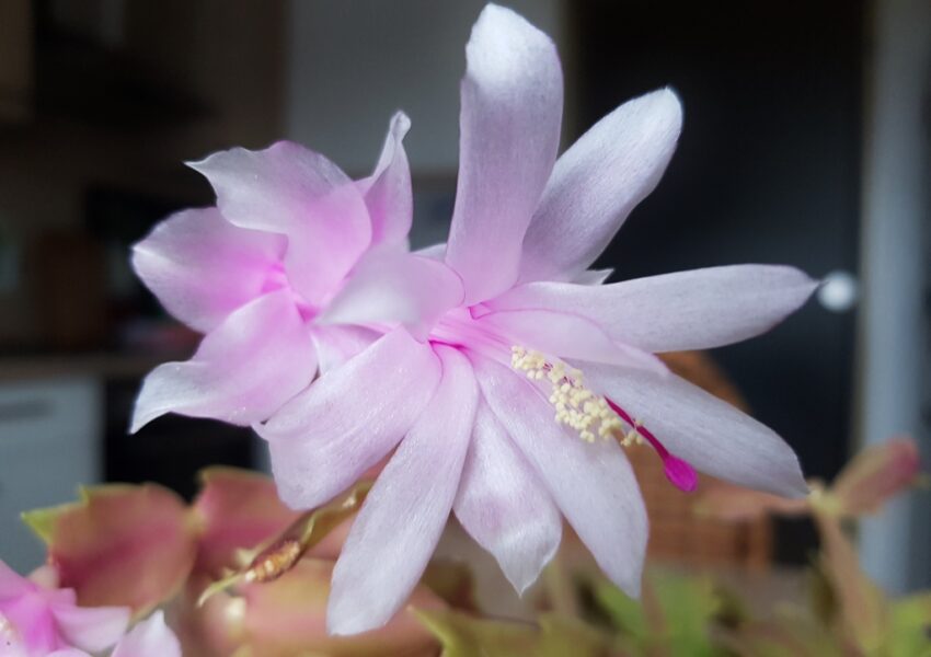 Weihnachtskaktus, Schlumbergera truncata, Schlumbergera x reginae, Swan Lake