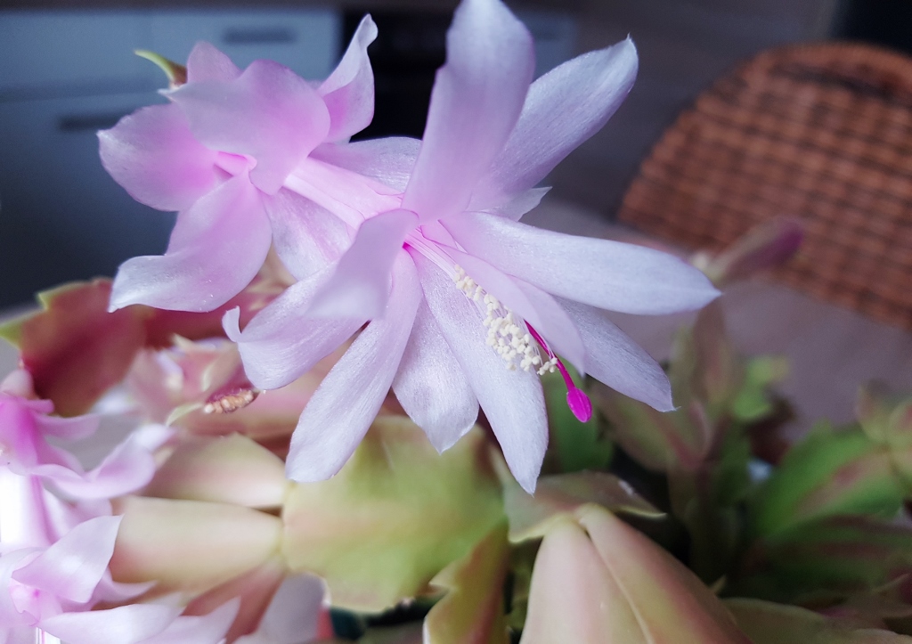 Weihnachtskaktus, Schlumbergera truncata, Schlumbergera x reginae, Swan Lake