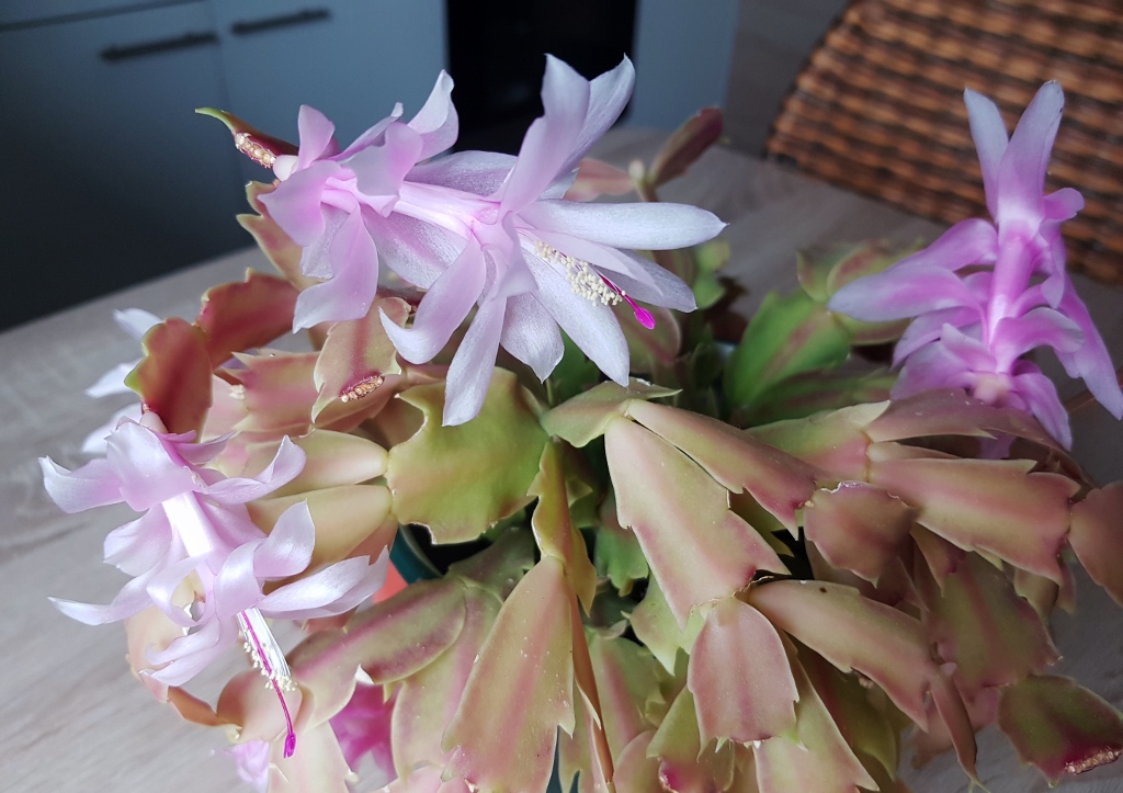 Weihnachtskaktus, Schlumbergera truncata, Schlumbergera x reginae, Swan Lake