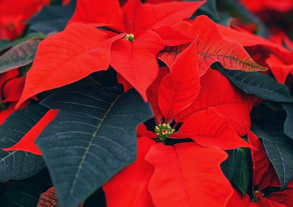 Euphorbia pulcherrima, Weihnachtsstern, Poinsettie