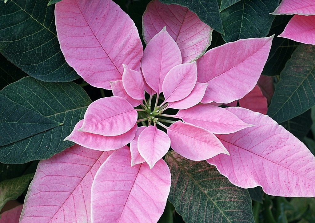 Euphorbia pulcherrima, Weihnachtsstern, Poinsettie, Princettia