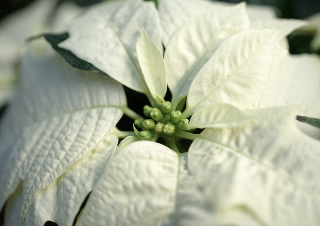 Euphorbia pulcherrima, Weihnachtsstern, Poinsettie, Arctic White