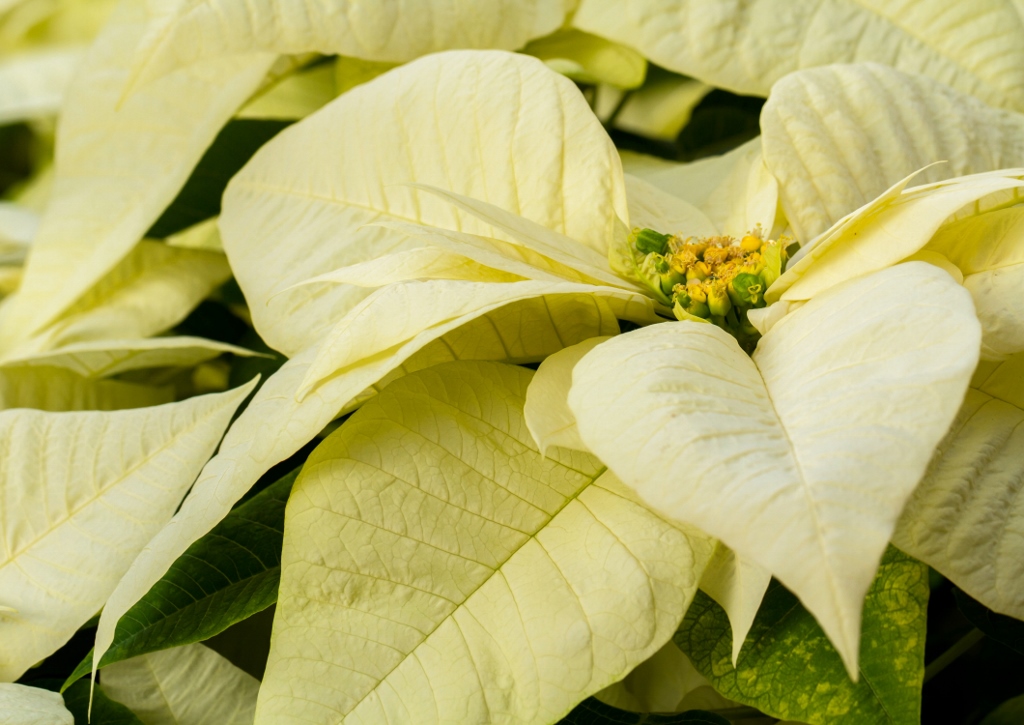 Euphorbia pulcherrima, Weihnachtsstern, Poinsettie, Lemon Snow