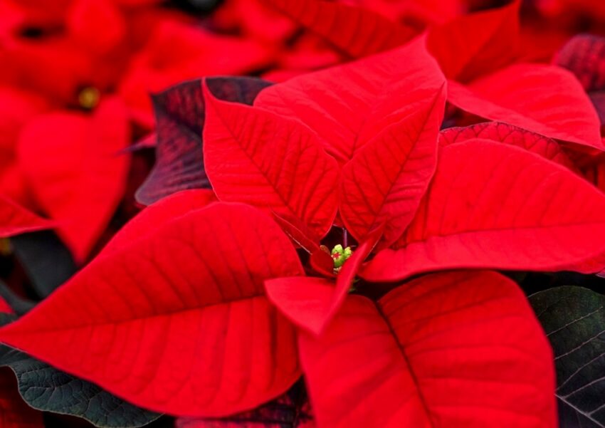 Euphorbia pulcherrima, Weihnachtsstern, Poinsettie