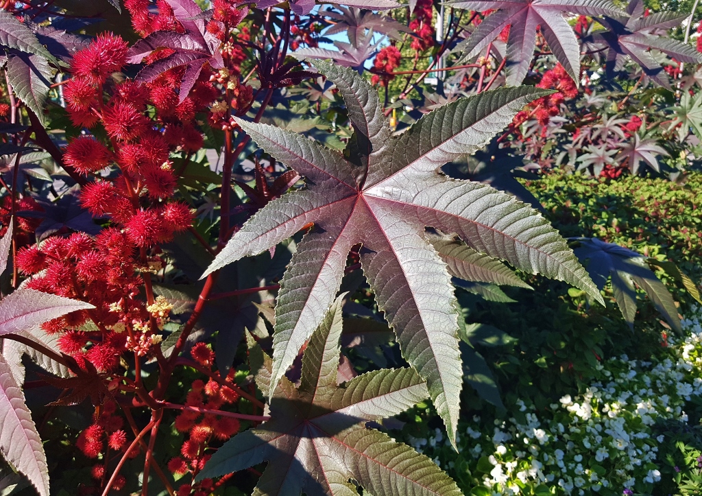 Rizinus, Ricinus communis, Wunderbaum